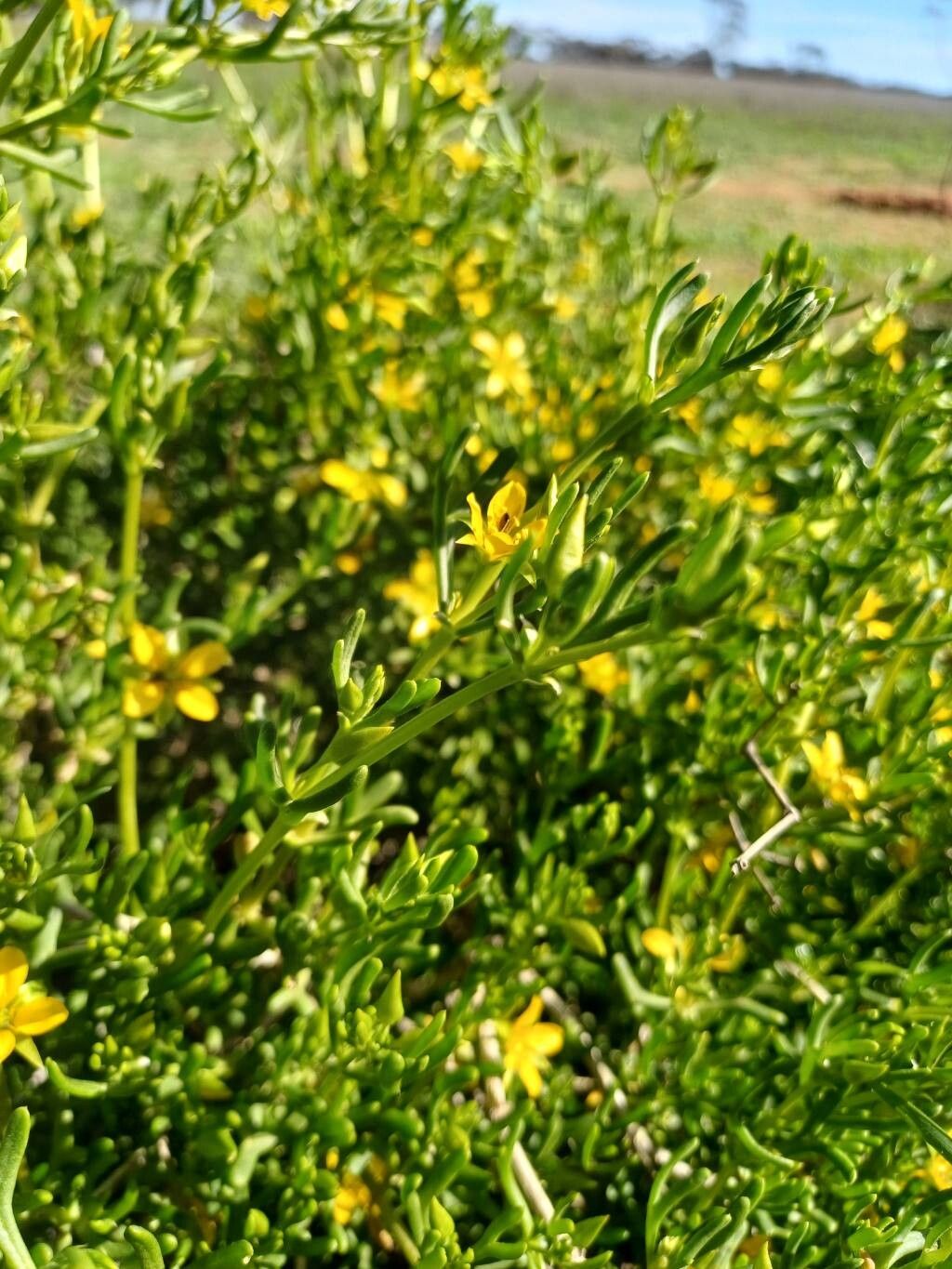 Roepera aurantiaca — related species from the same genus