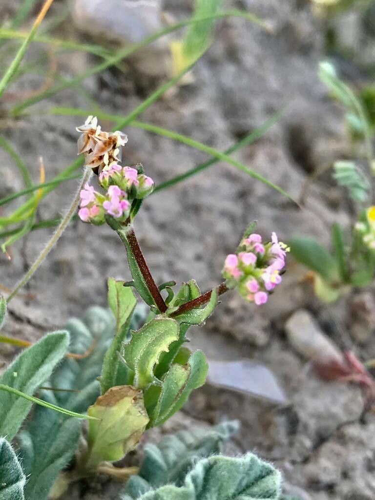 Valeriana vesicaria flower