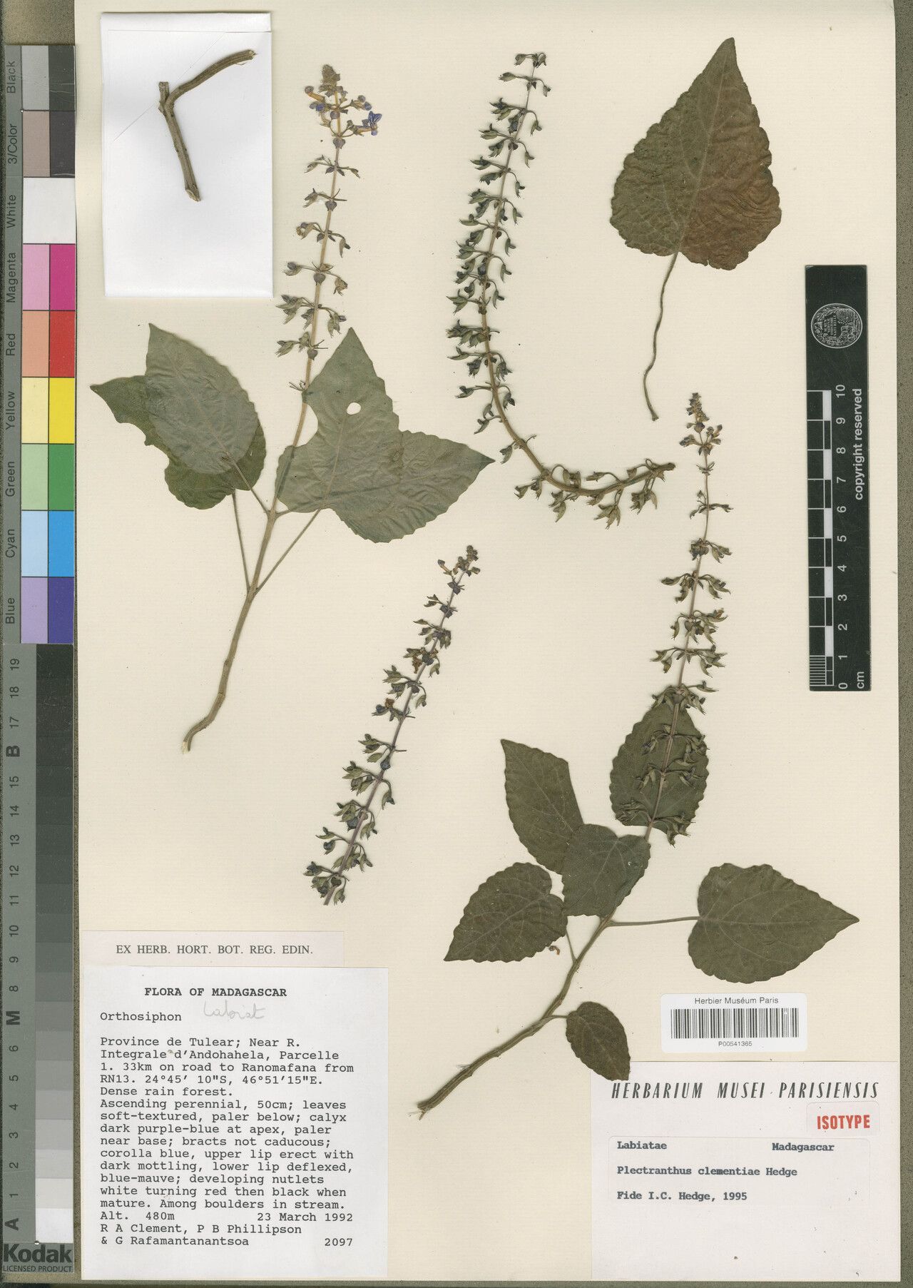 Plectranthus clementiae — search result for 'Plectranthus'