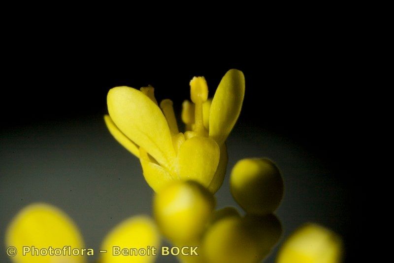 Biscutella microcarpa — houseplant care guide