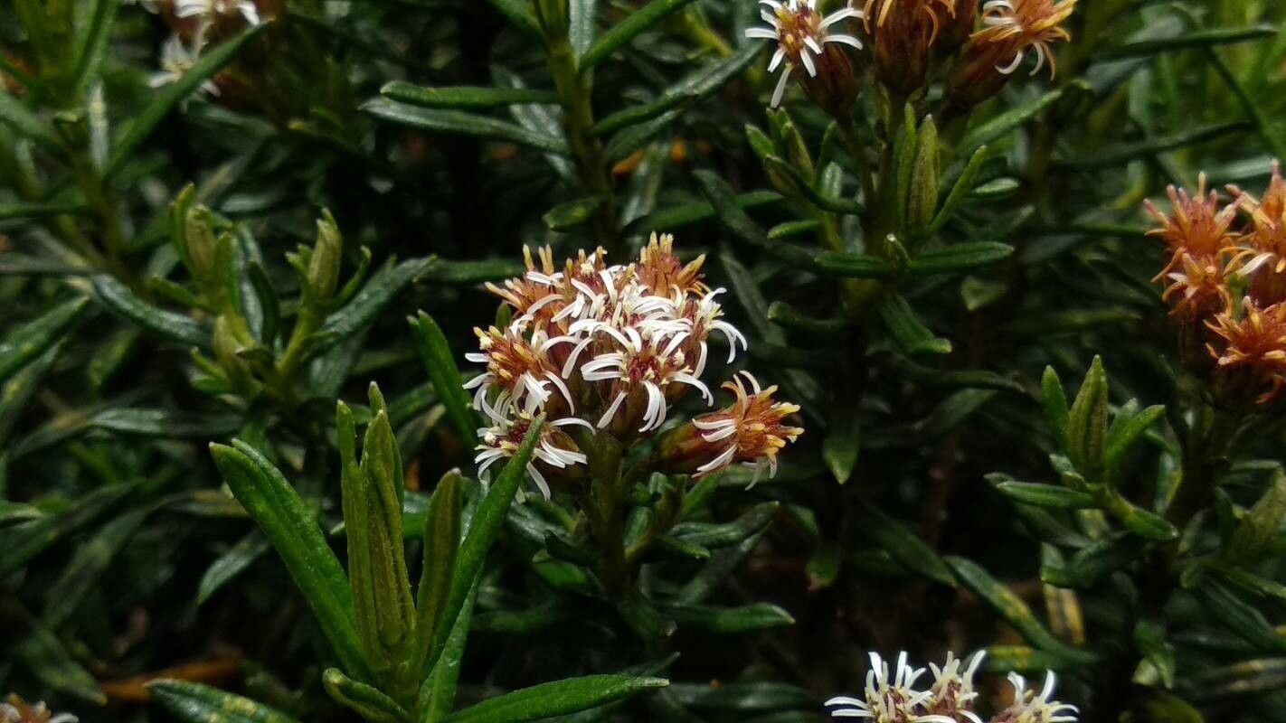 Diplostephium revolutum flower