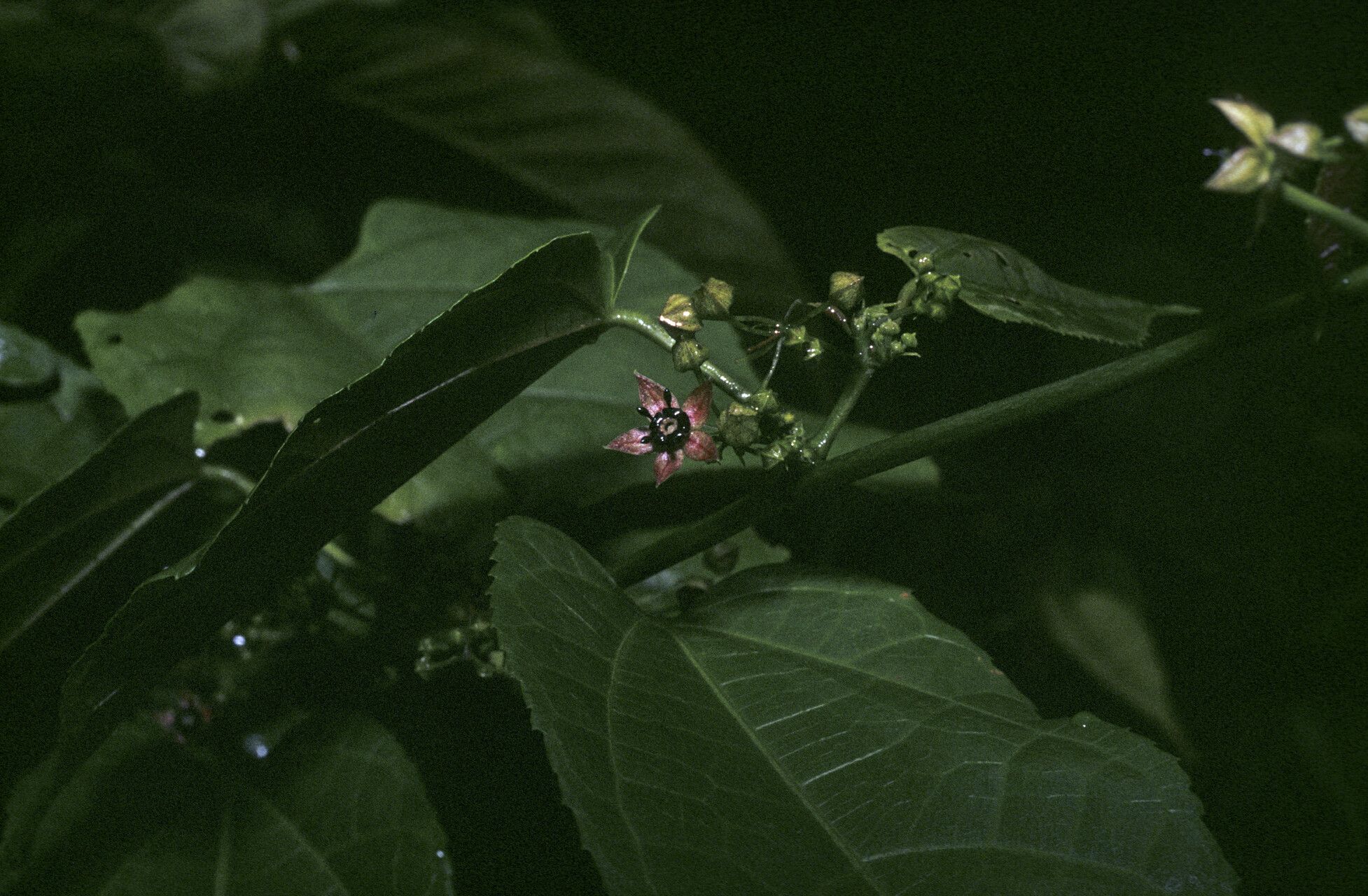 Ayenia byttnerioides — related species from the same genus