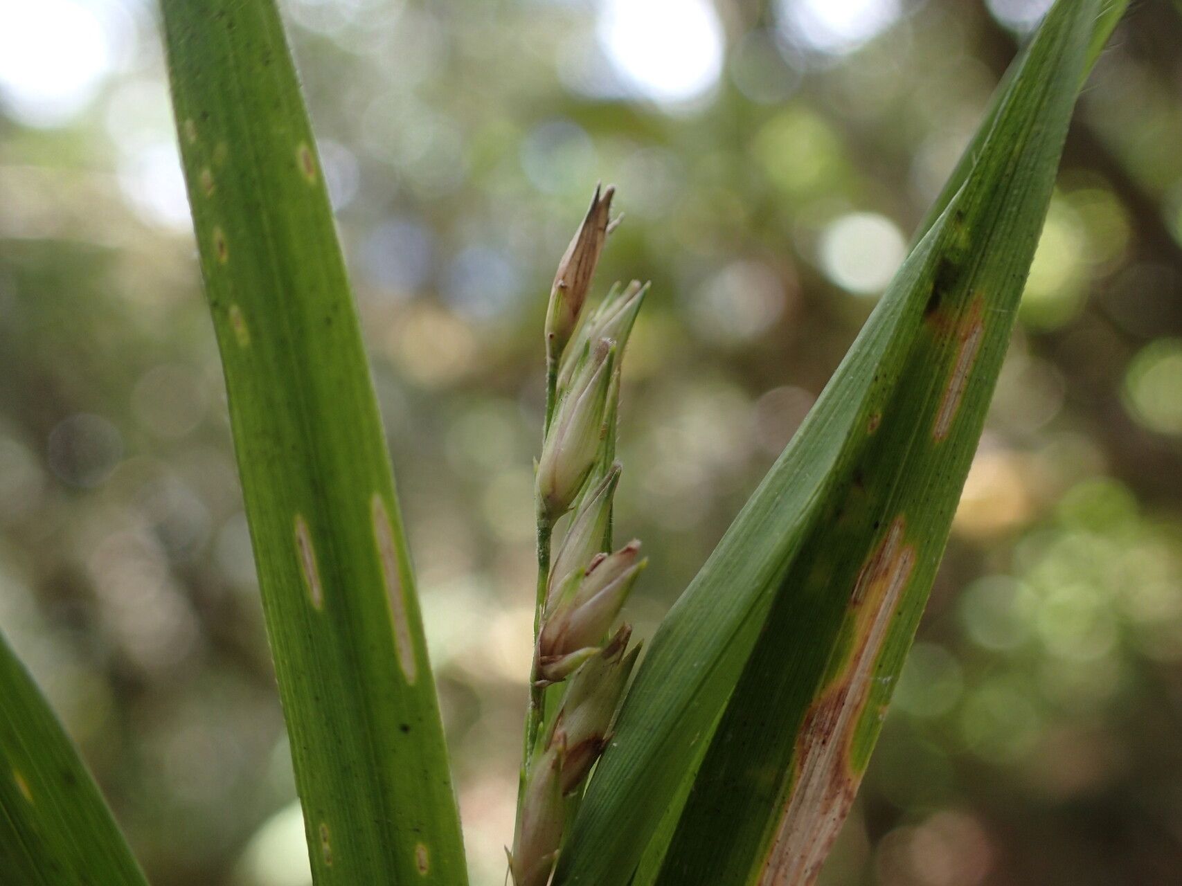 Nastus perrieri fruit
