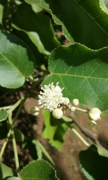 Croton mauritianus flower