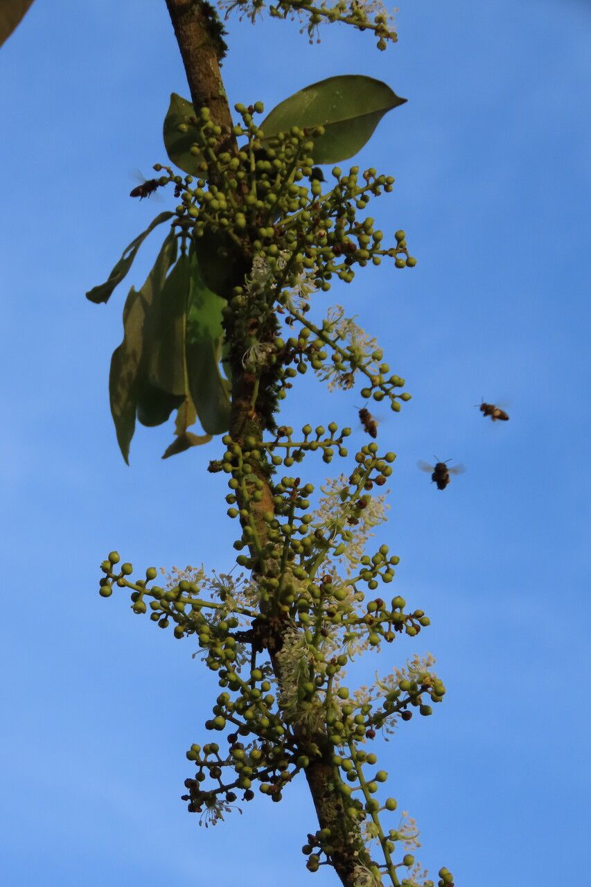 Swartzia nicaraguensis flower