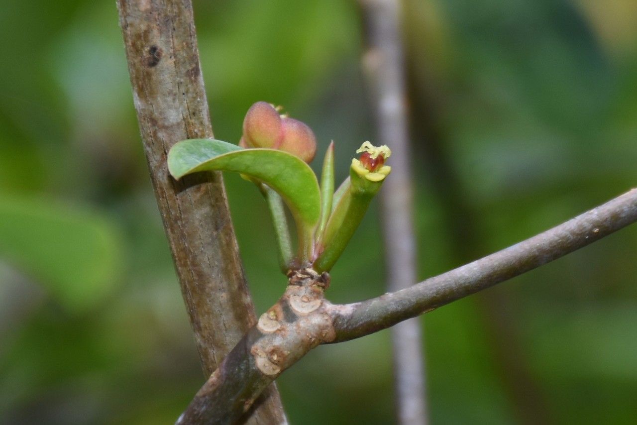 Euphorbia pyrifolia flower