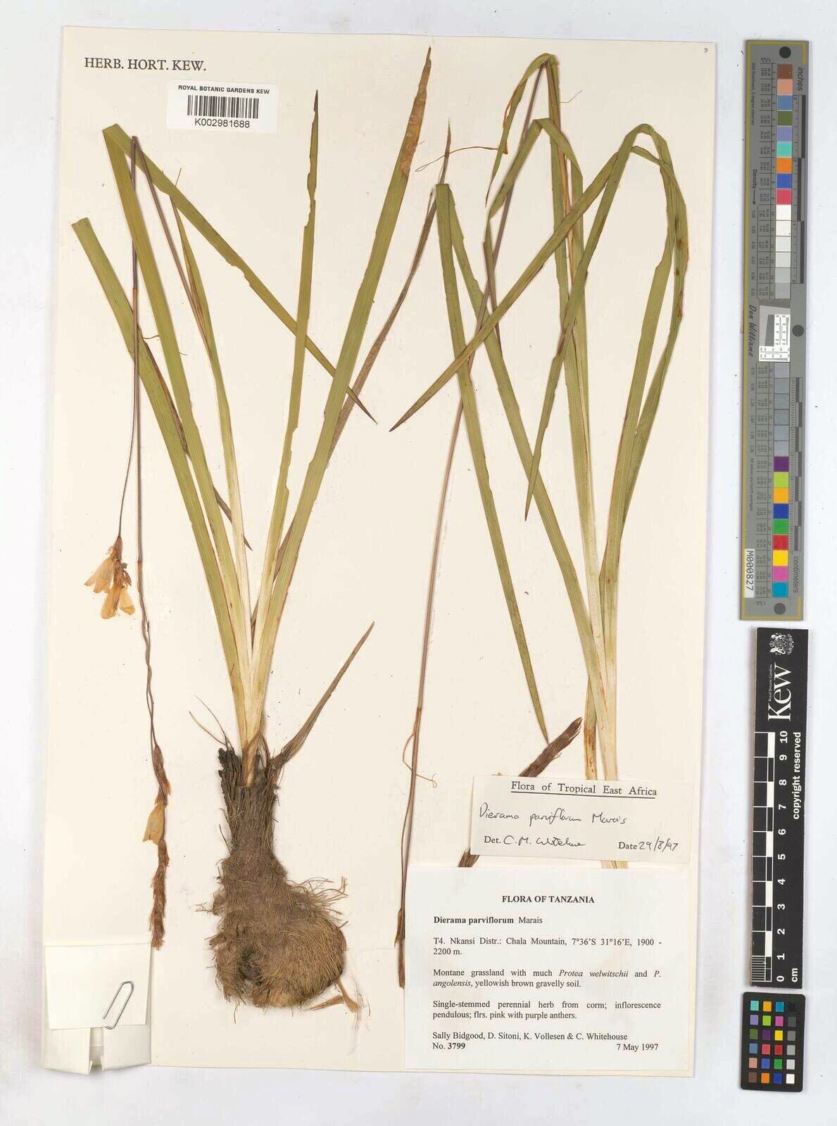 Dierama parviflorum — related species from the same genus