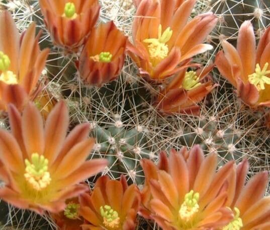 Echinocereus mapimiensis flower