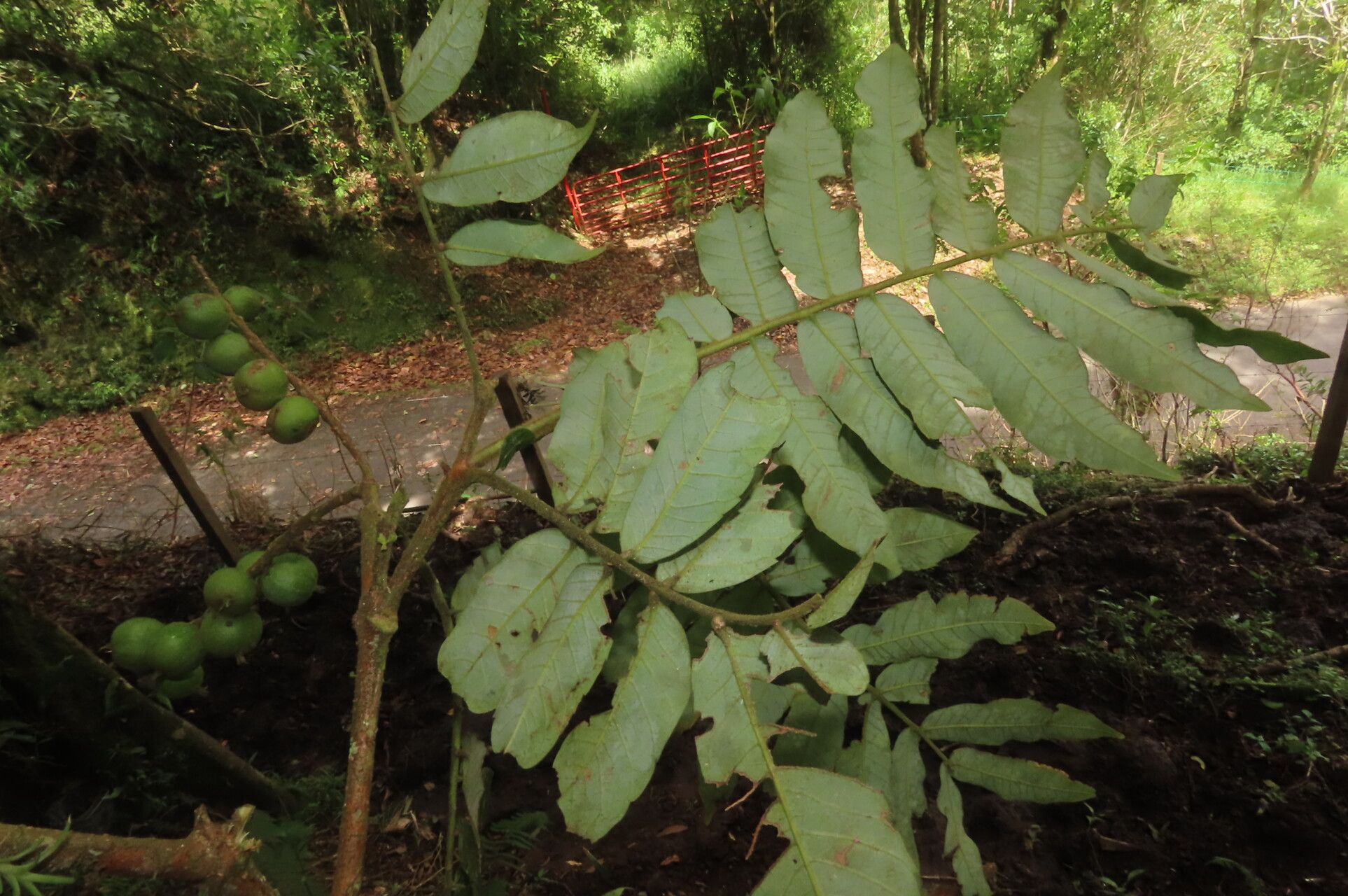 Alfaroa costaricensis leaf