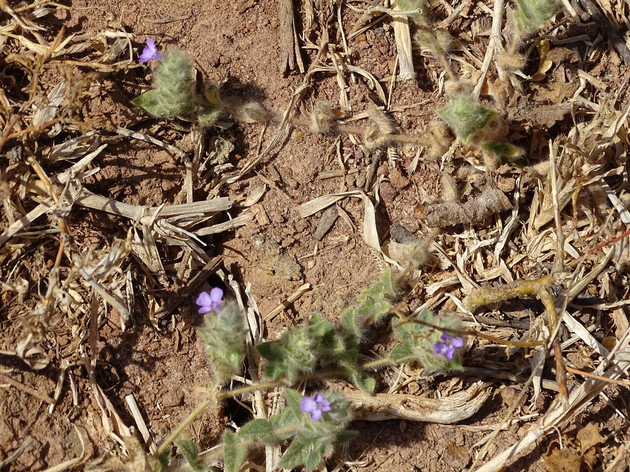 Nelsonia canescens habit