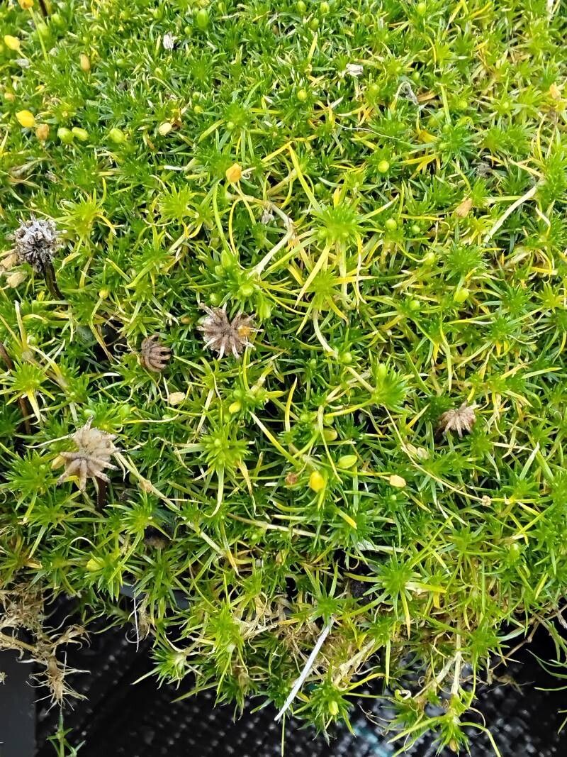 Sagina subulata flower