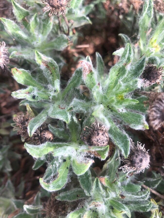 Pulicaria canariensis — related species from the same genus