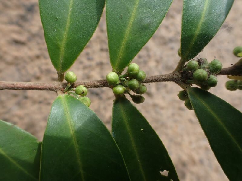 Eugenia ancorifera flower
