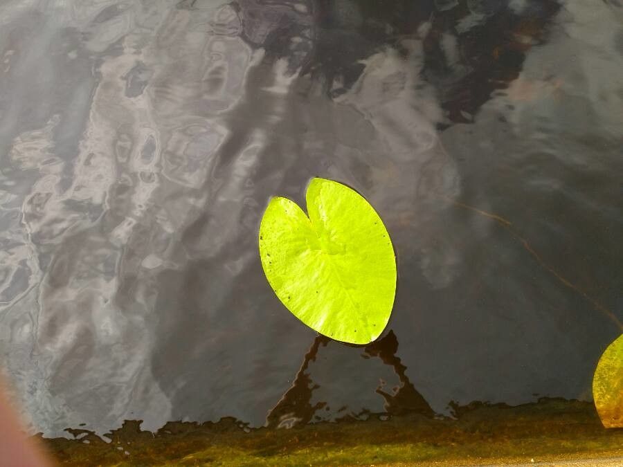 Nuphar pumila leaf