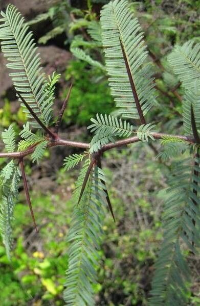 Vachellia rorudiana bark