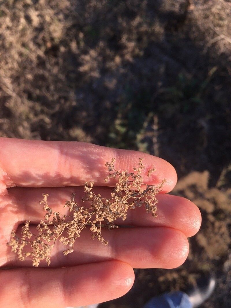 Artemisia scoparia flower