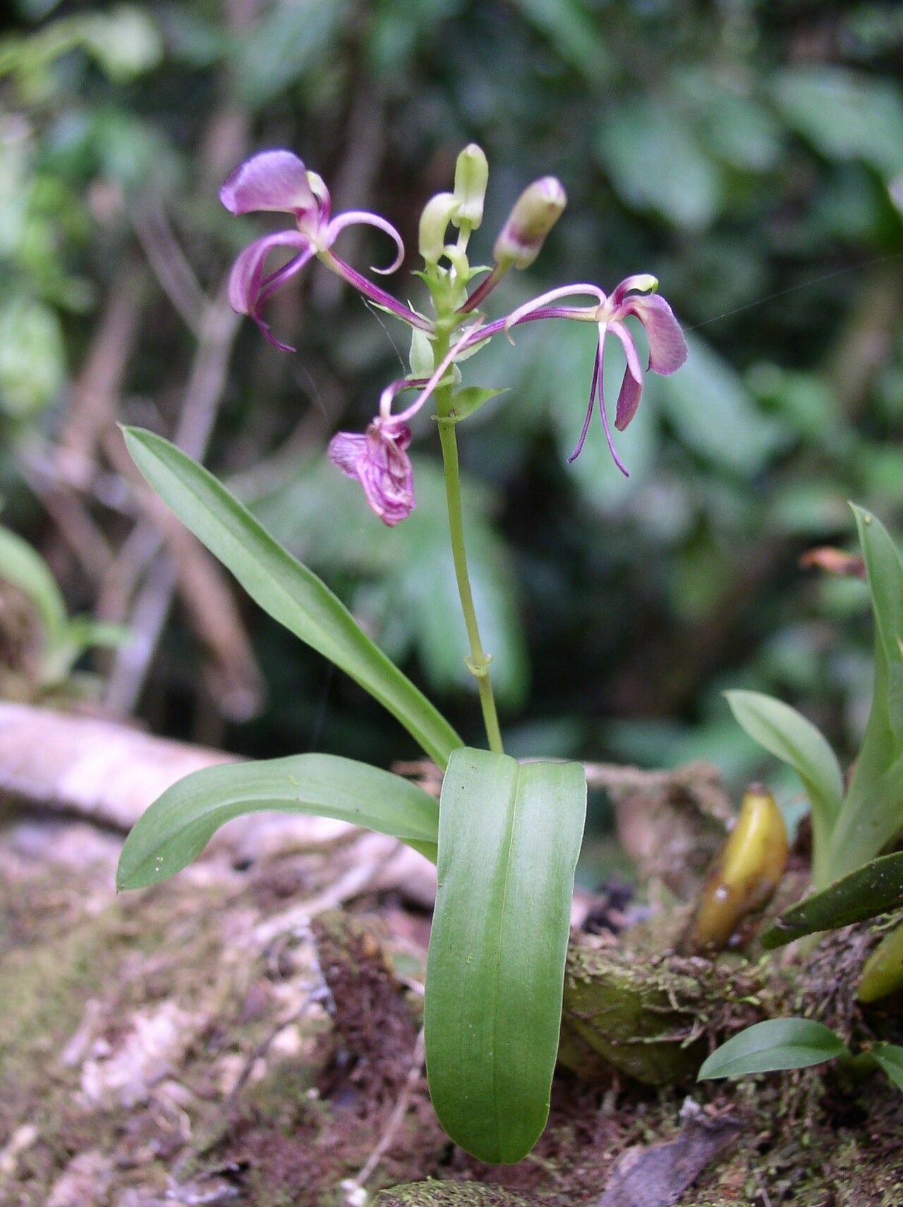 Liparis platyglossa habit