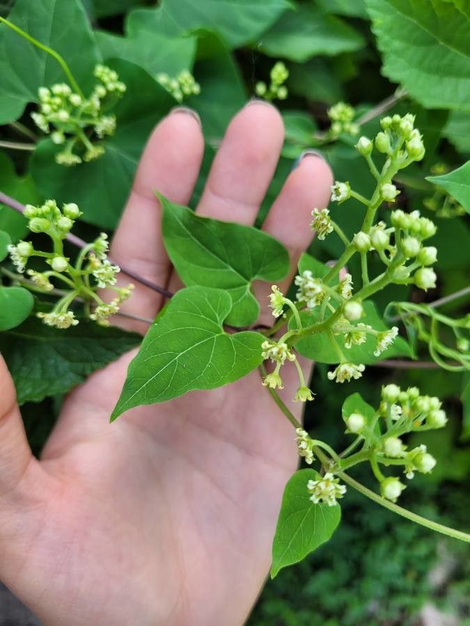 Cynanchum racemosum — search result for 'Cynanchum'