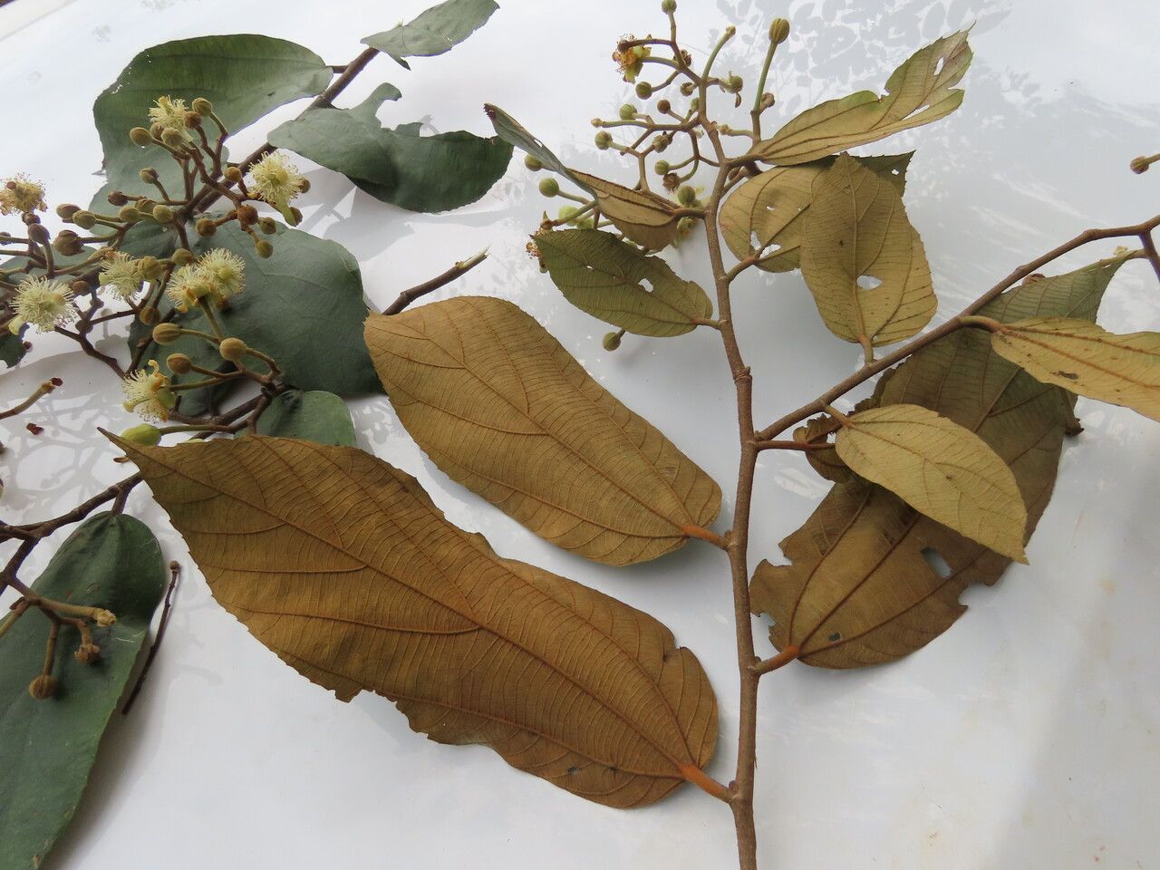 Luehea seemannii — houseplant care guide