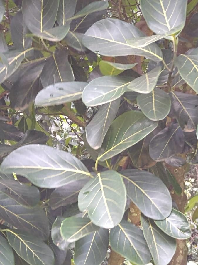 Artocarpus integer — search result for 'Moraceae'