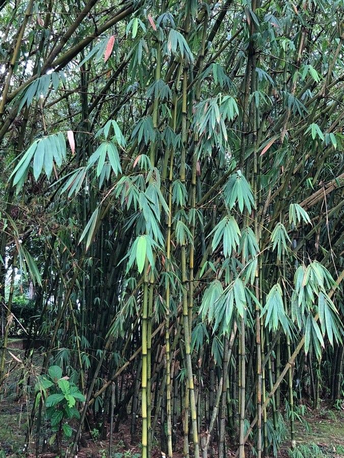 Schizostachyum brachycladum habit