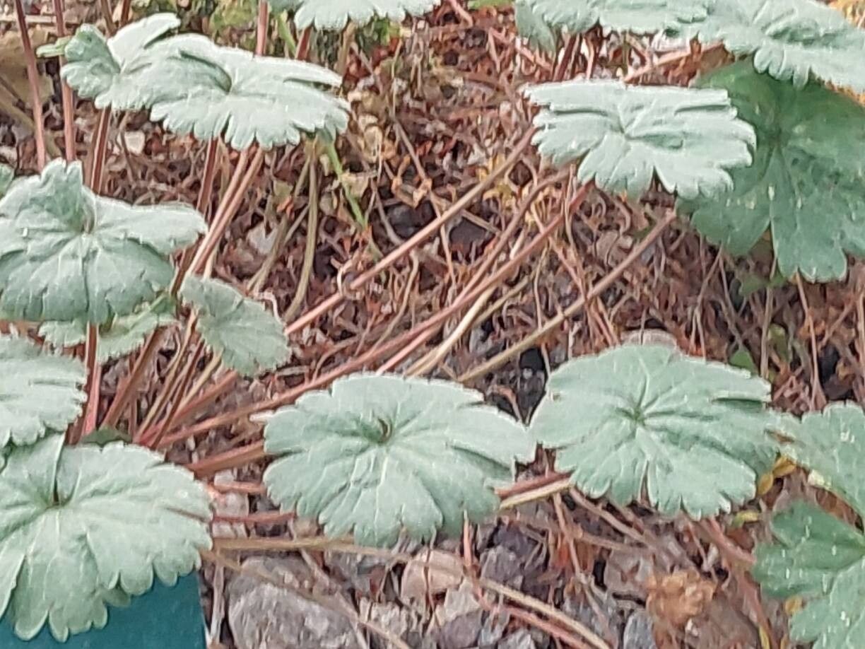 Pelargonium karooicum bark