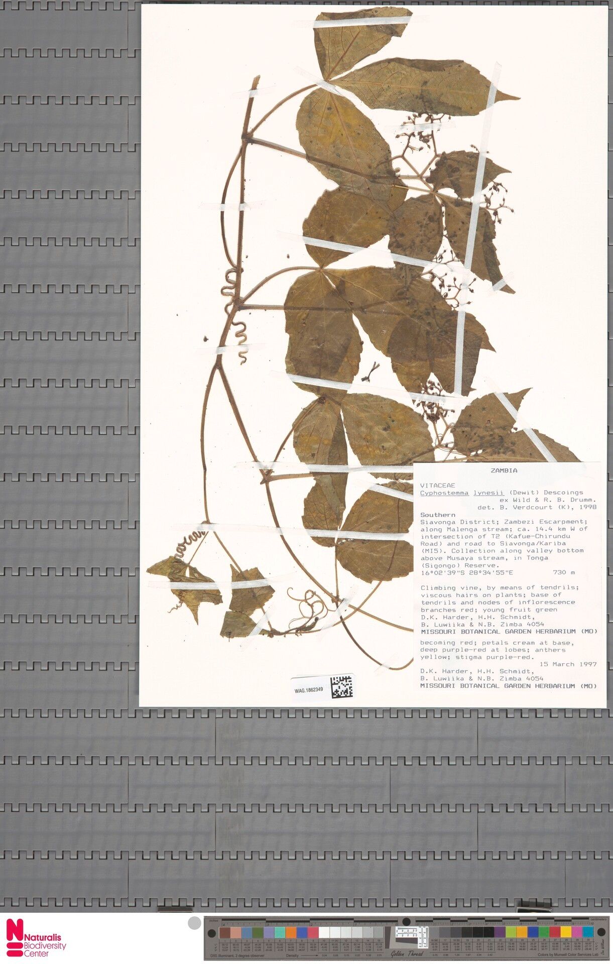 Cyphostemma lynesii — houseplant care guide