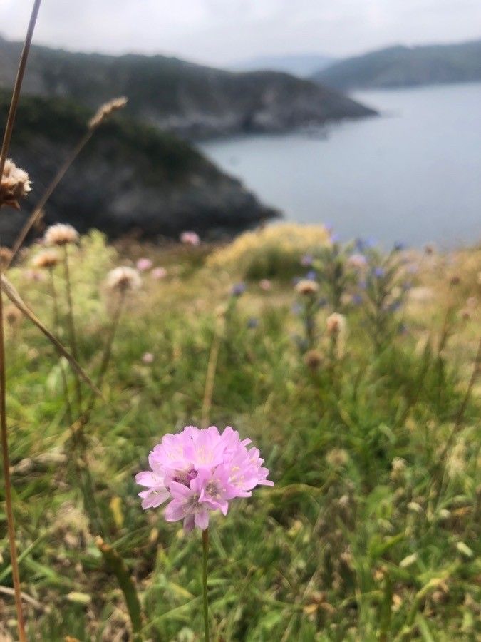 Armeria euscadiensis flower