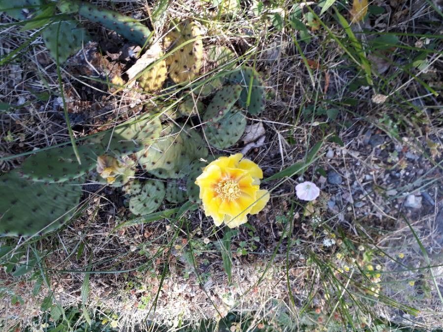 Opuntia humifusa flower