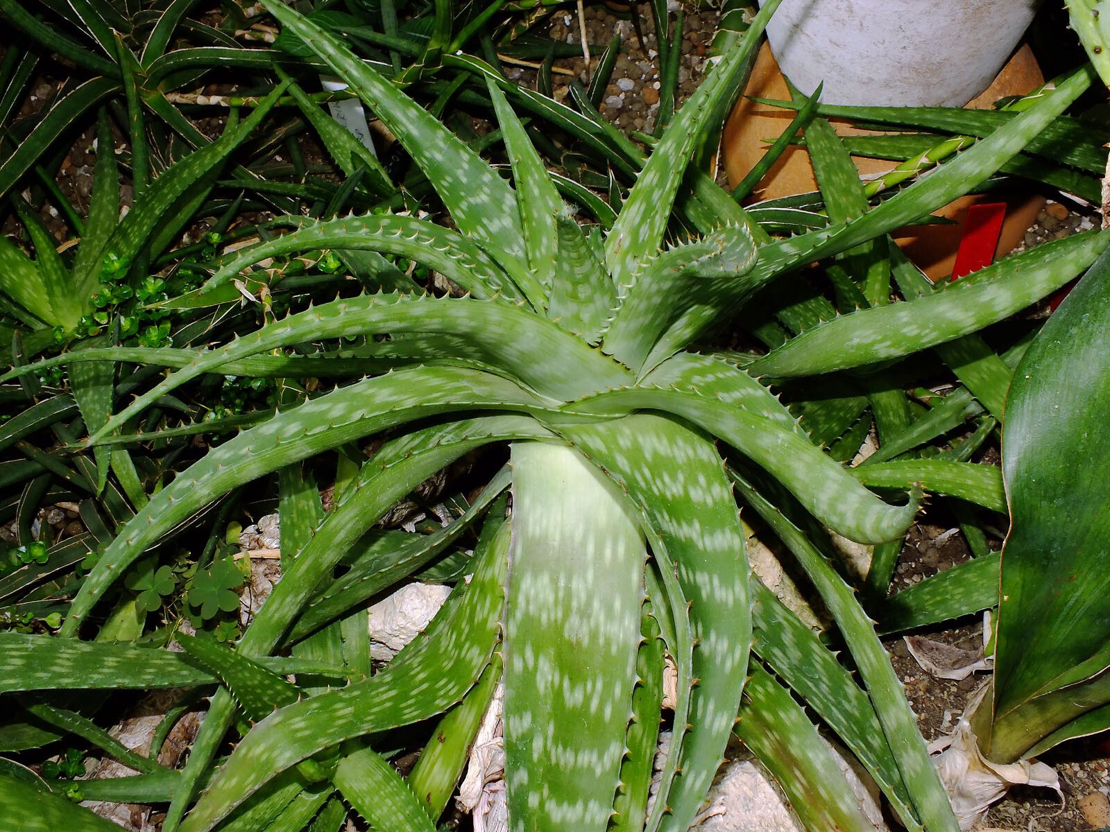 Aloe greatheadii habit