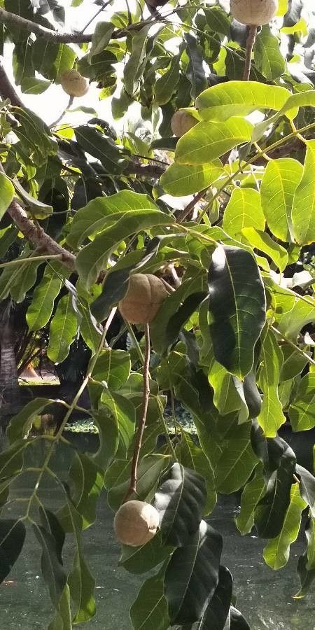 Carapa guianensis fruit