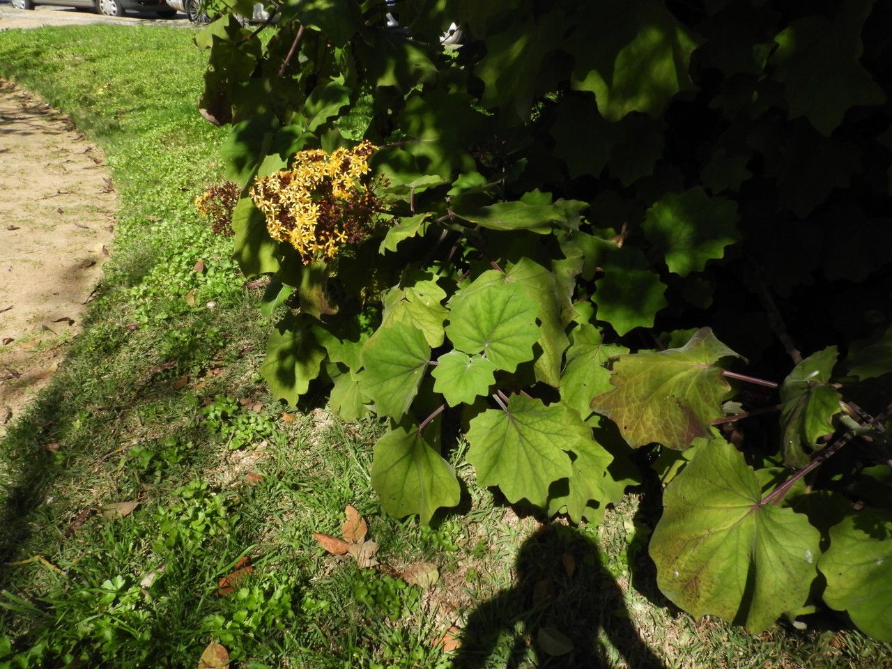 Roldana petasitis habit