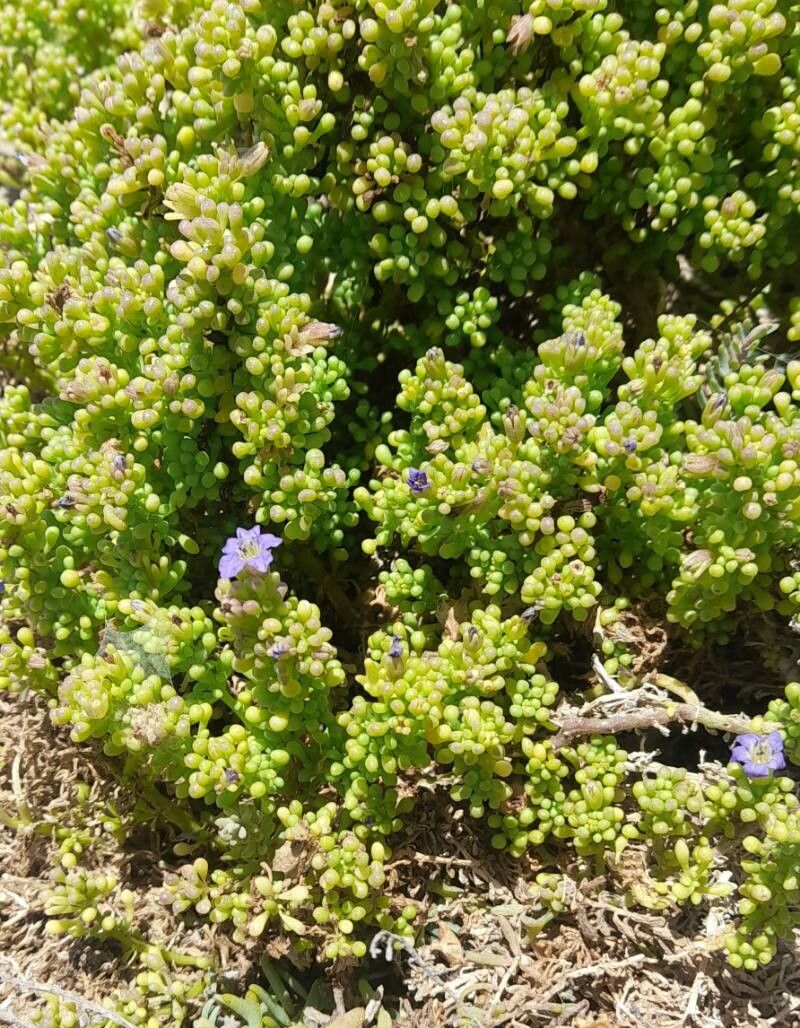 Nolana divaricata habit