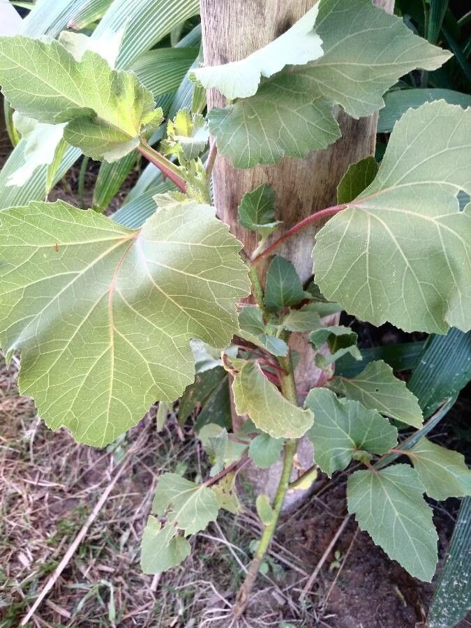 Xanthium cavanillesii leaf