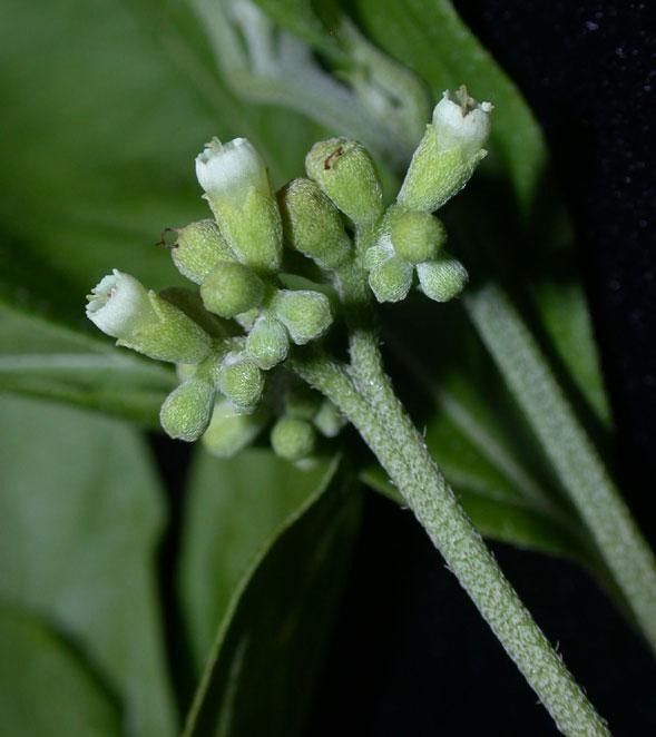 Varronia dichotoma flower
