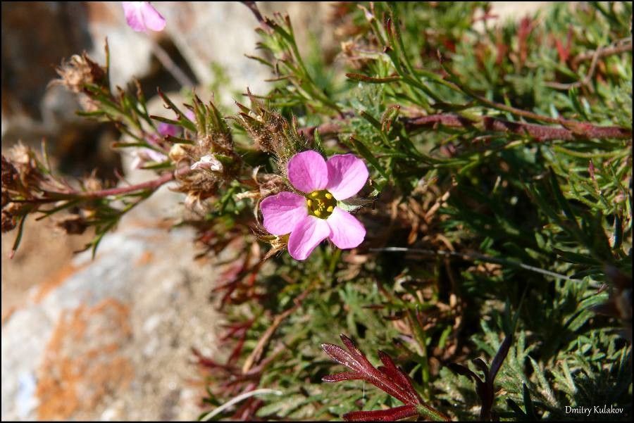 Chamaerhodos altaica — houseplant care guide