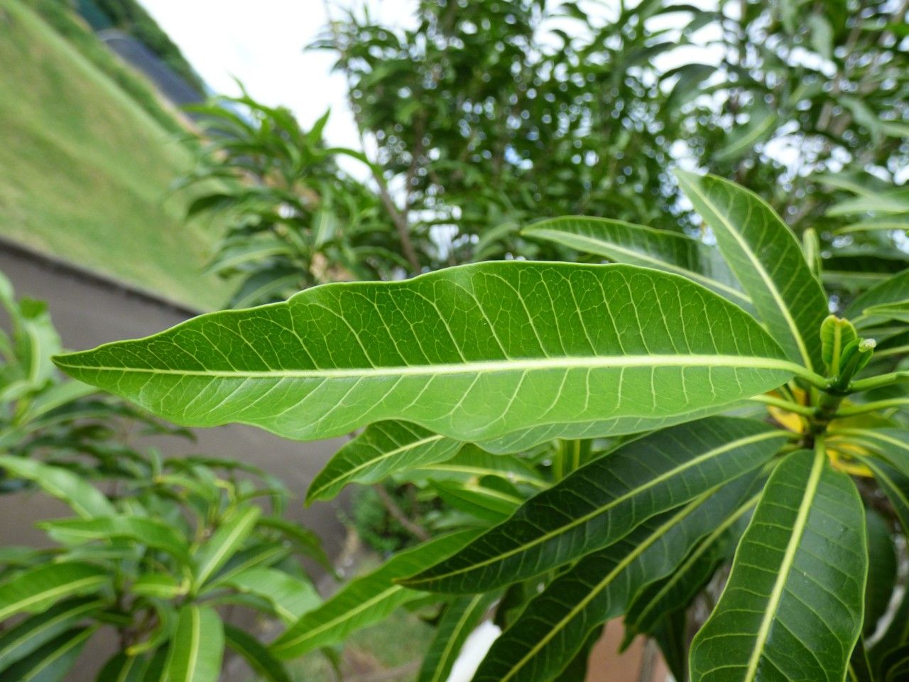 Tabernaemontana persicariifolia leaf