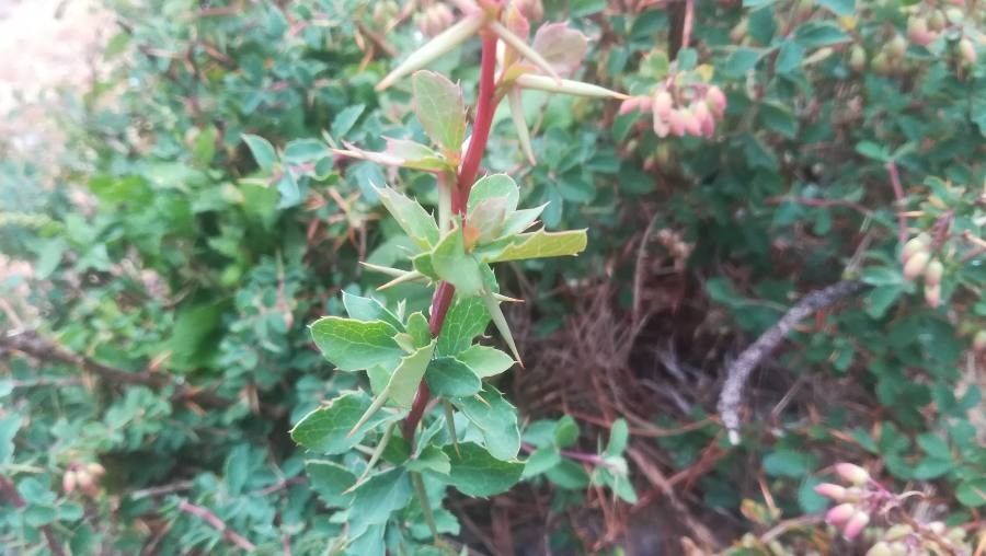 Berberis aetnensis leaf