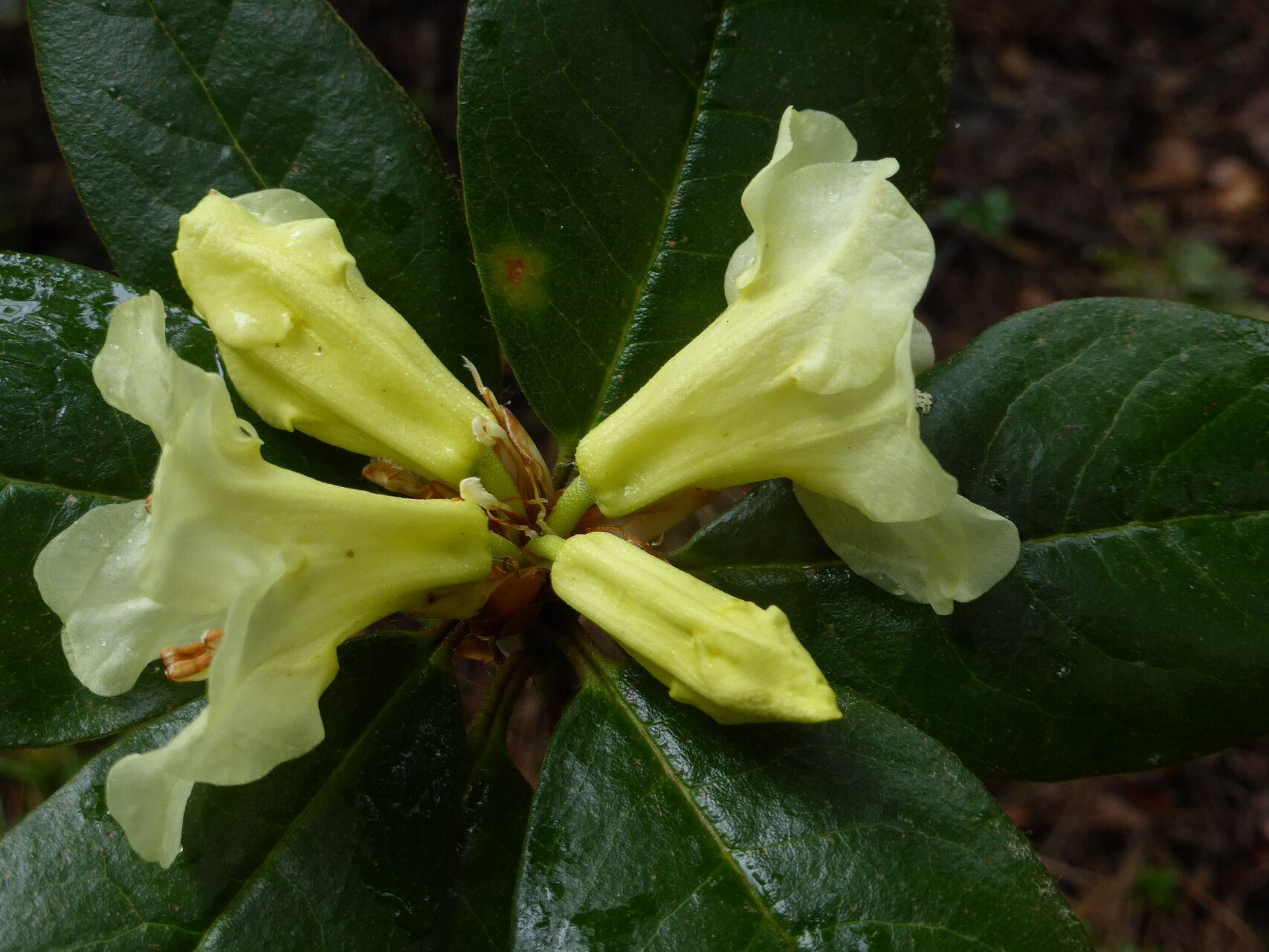 Rhododendron chrysodoron flower