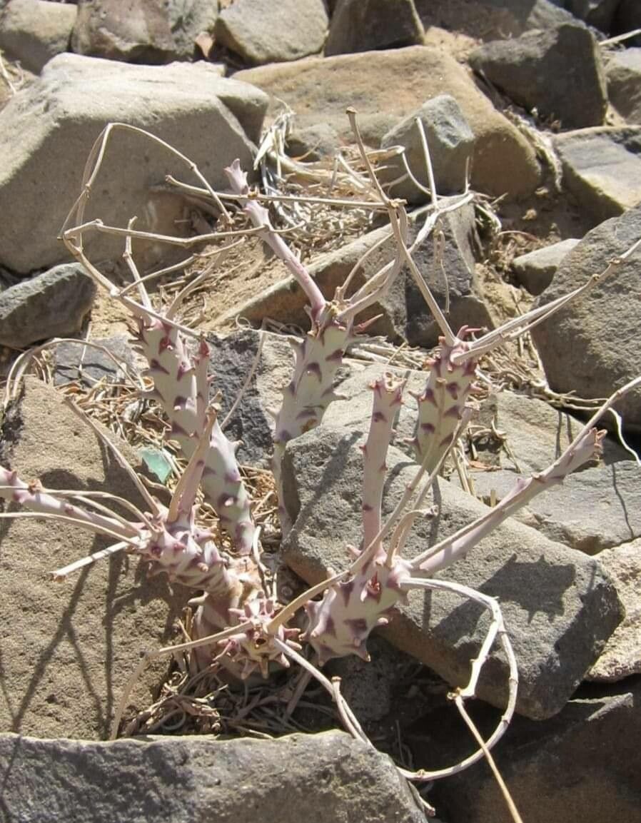 Euphorbia longituberculosa — houseplant care guide