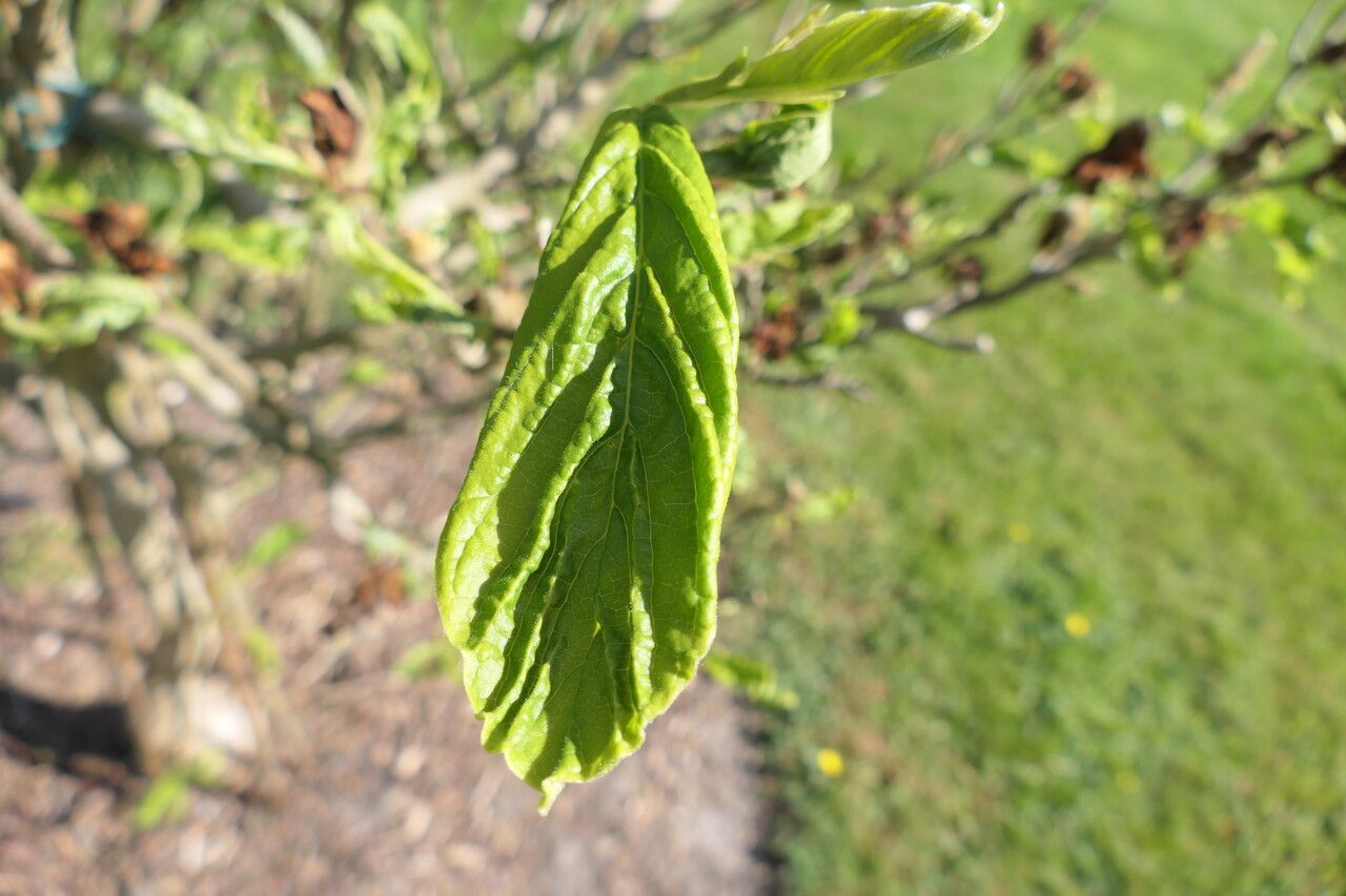Magnolia zenii — search result for 'Magnoliaceae'