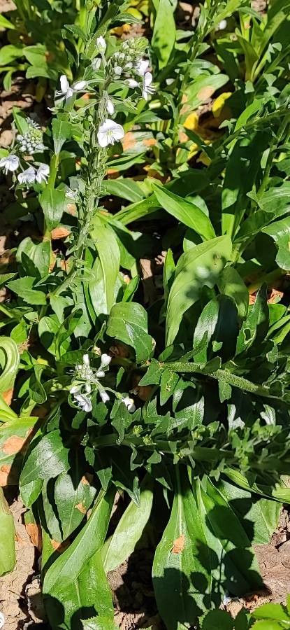 Veronica gentianoides leaf