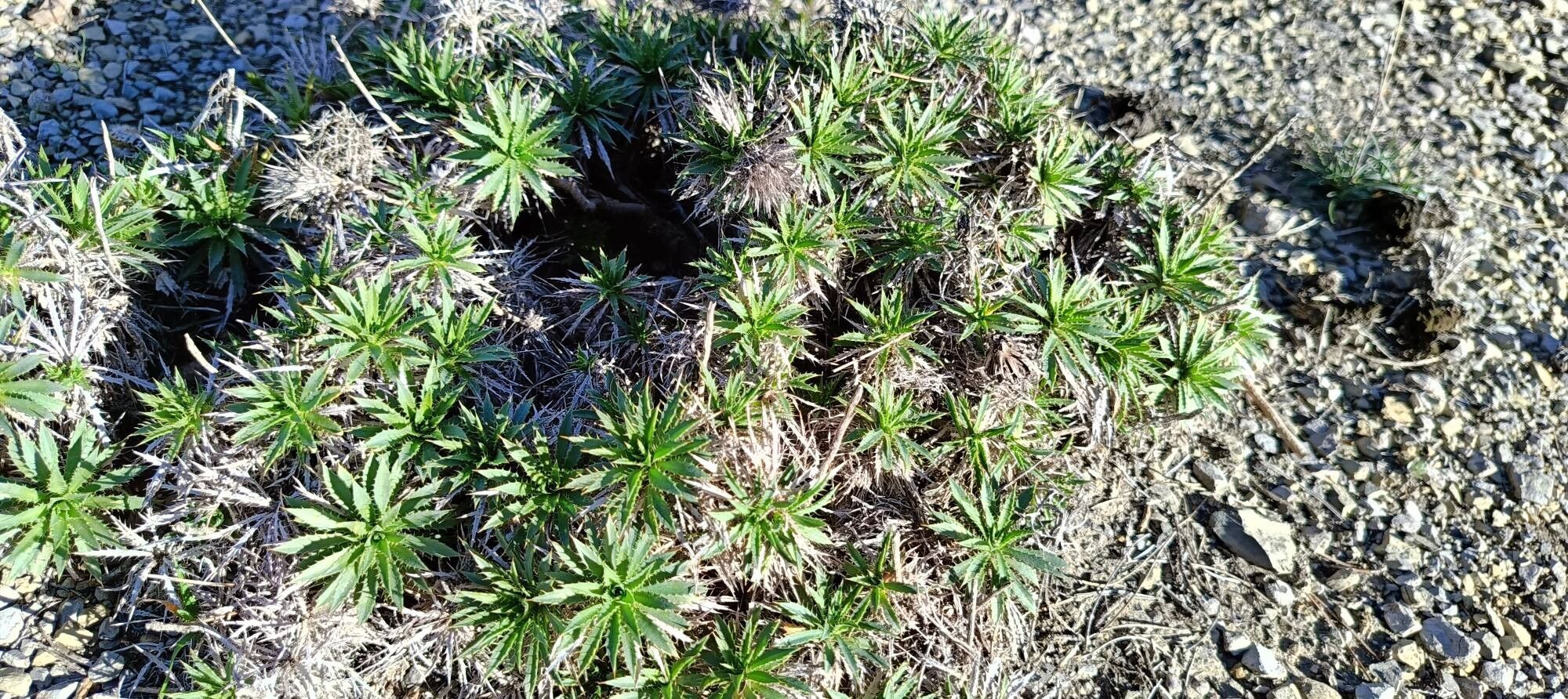 Atractylis caespitosa leaf