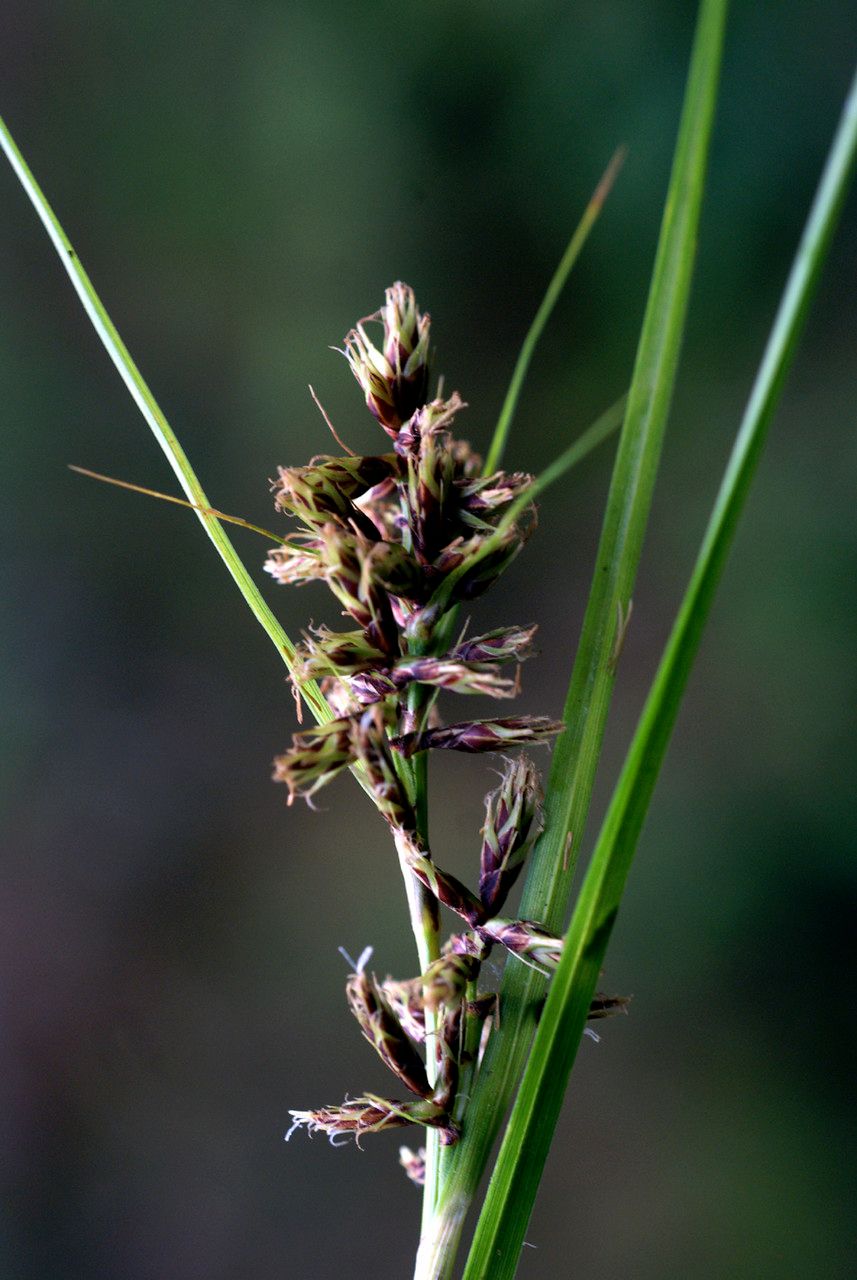 Carex wahlenbergiana flower