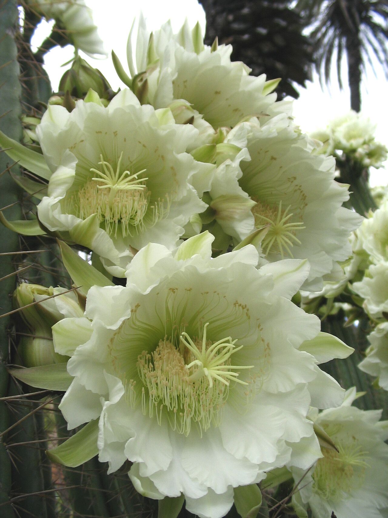 Echinopsis peruviana flower