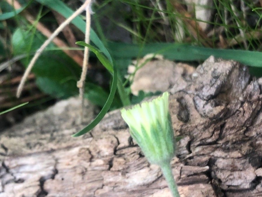 Pilosella officinarum flower