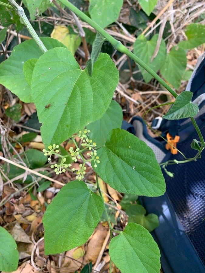 Cissus verticillata flower