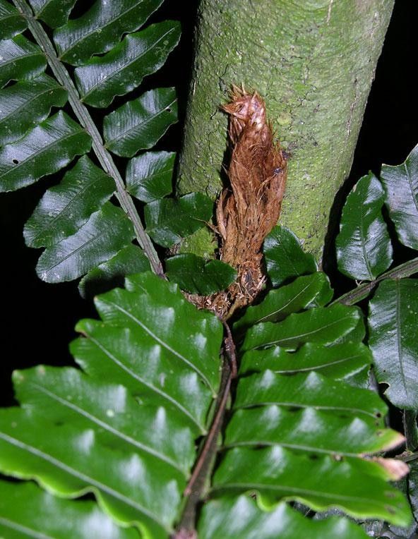 Lomariopsis vestita bark