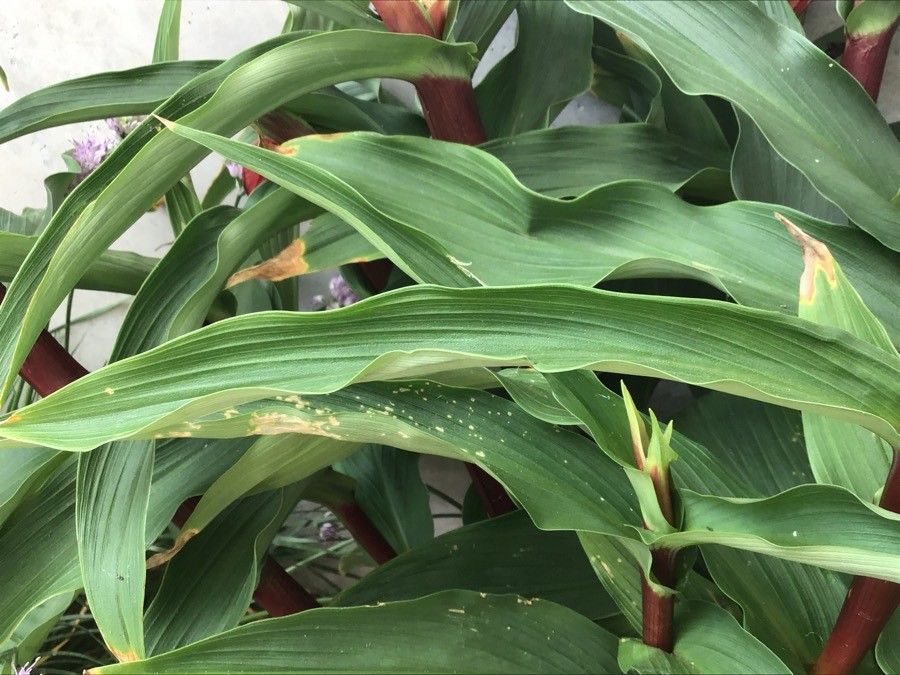 Roscoea purpurea — search result for 'Zingiberaceae'