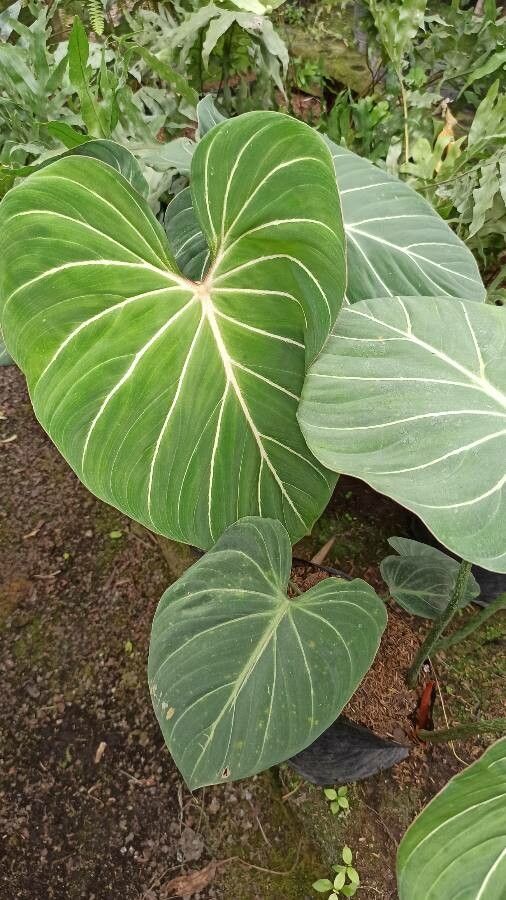 Philodendron gloriosum